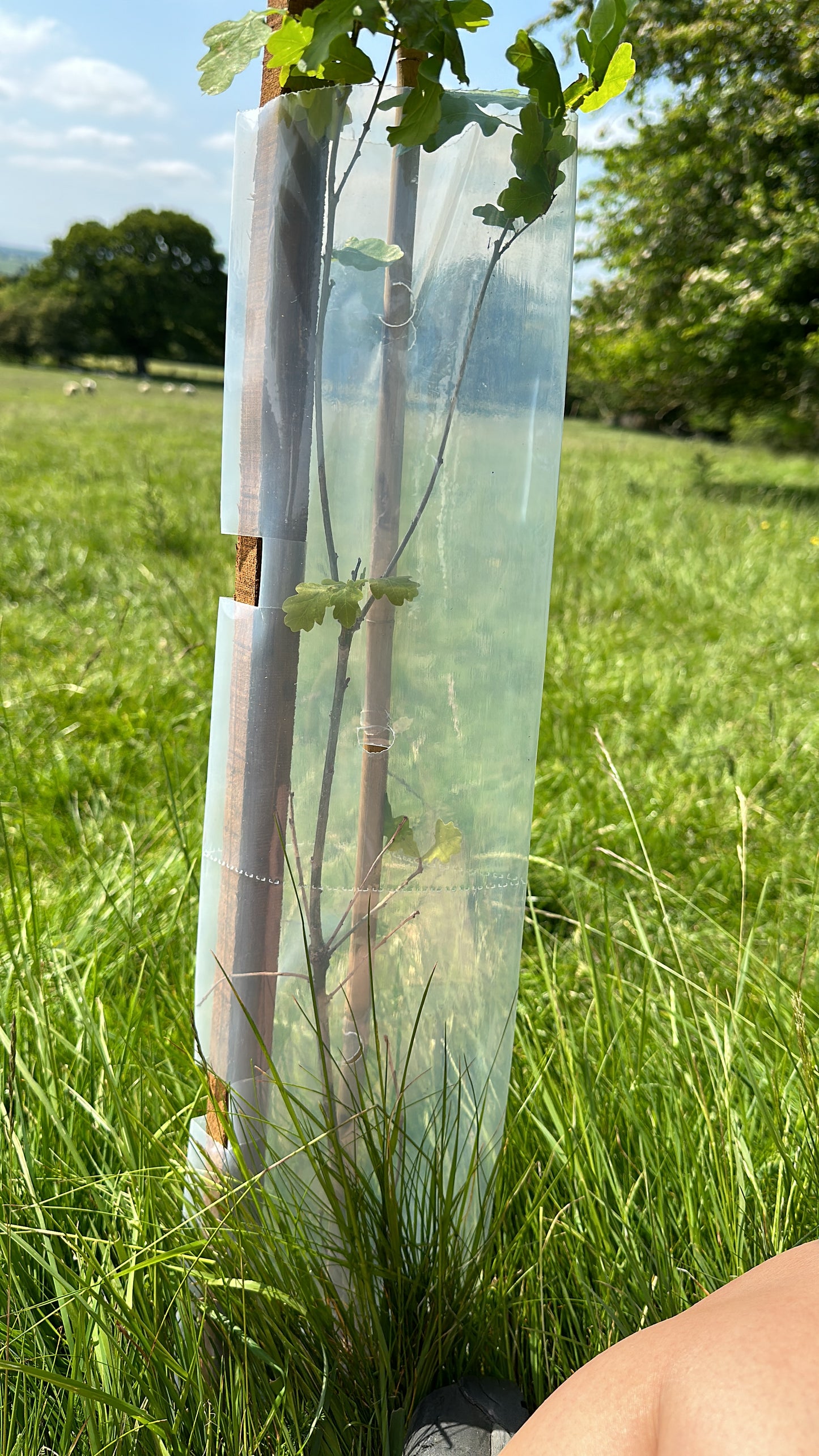 50no Biodegradable Tree/ Hedge Guards & Shrub Shelters, 63mm Diameter x 60cm.
