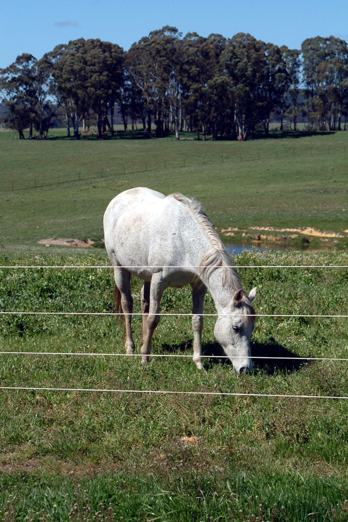 Bayco® Equine - Horse Sight Fence (9Kg/612m)
