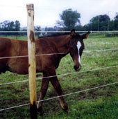 Bayco® Equine - Horse Sight Fence (9Kg/612m)