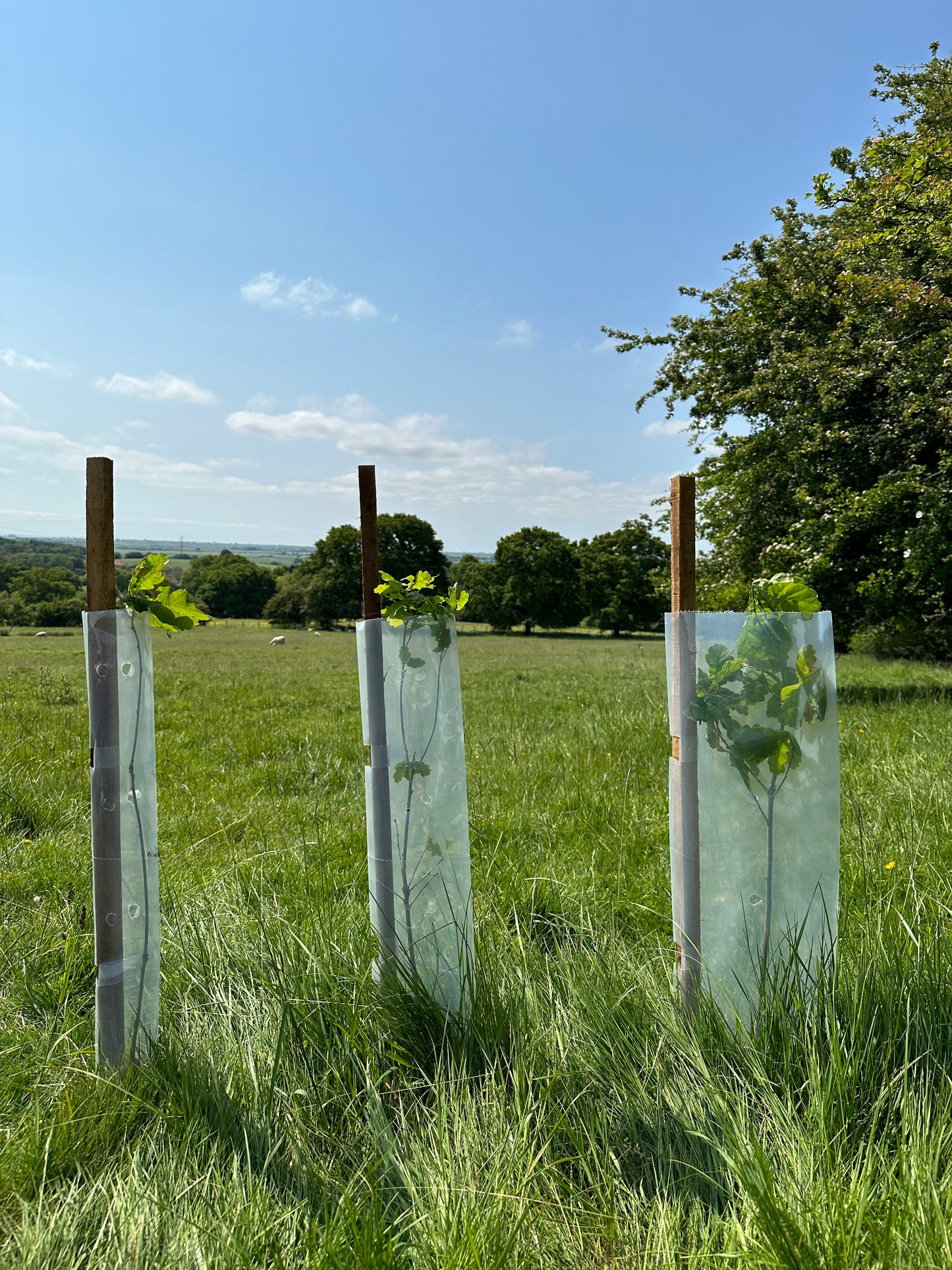 50no Biodegradable Tree/ Hedge Guards & Shrub Shelters, 63mm Diameter x 60cm.