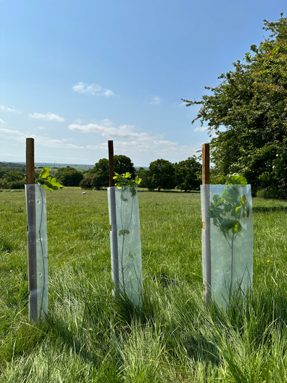 50no Biodegradable Tree/ Hedge Guards & Shrub Shelters, 63mm Diameter x 60cm.