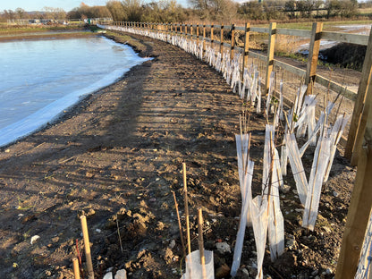 50no Biodegradable Tree/ Hedge Guards & Shrub Shelters, 63mm Diameter x 60cm.