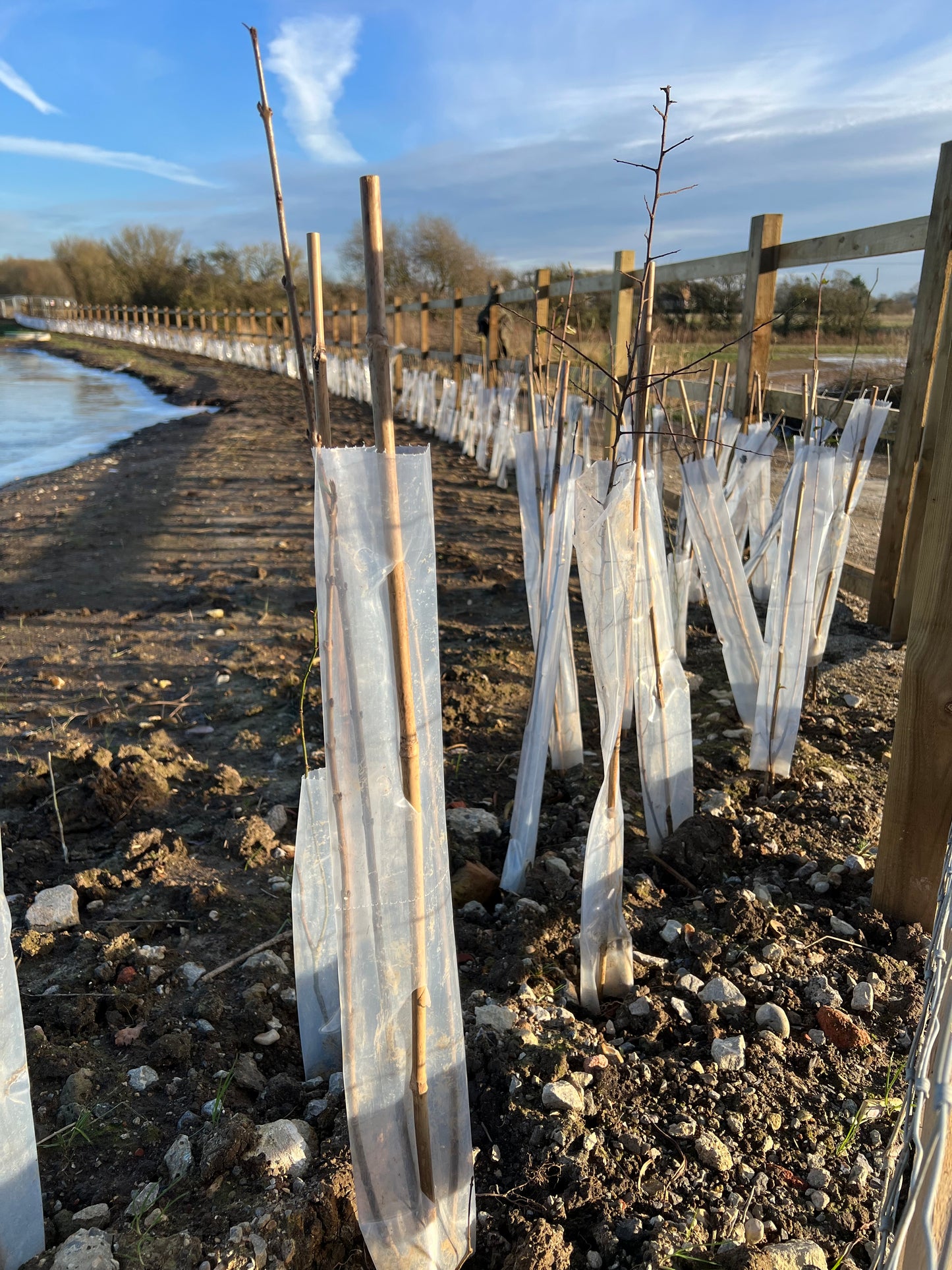 50no Biodegradable Tree/ Hedge Guards & Shrub Shelters, 63mm Diameter x 60cm.