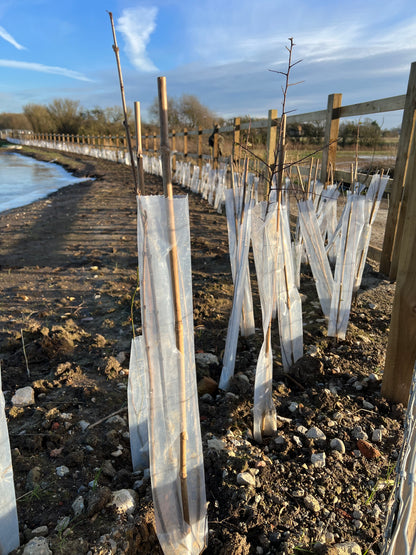 50no Biodegradable Tree/ Hedge Guards & Shrub Shelters, 63mm Diameter x 60cm.